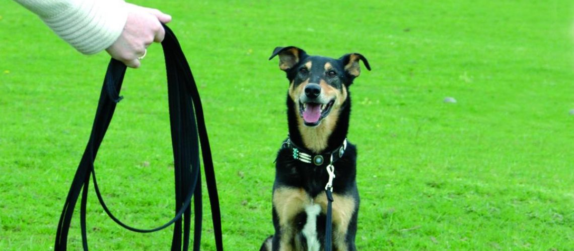 correa-larga-enseñar-obediencia-perros-uruguay