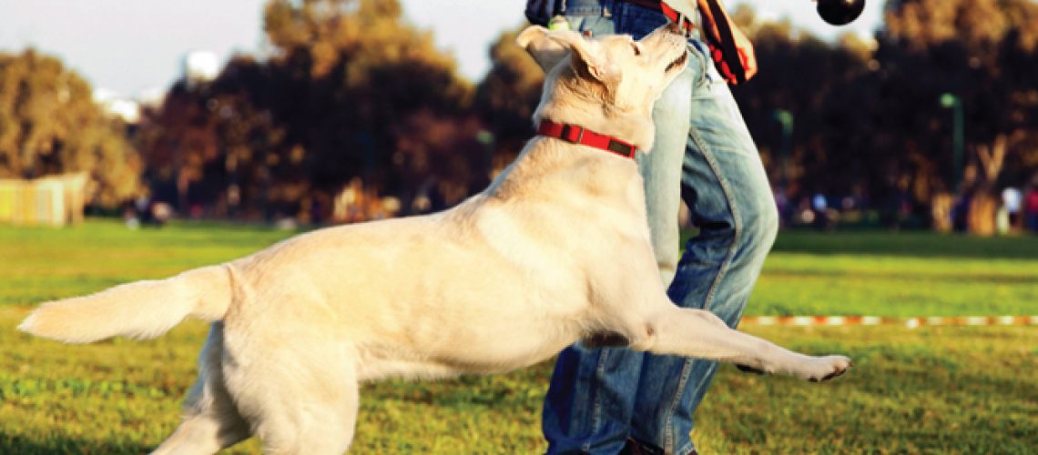 El abc del perro feliz - educacion canina